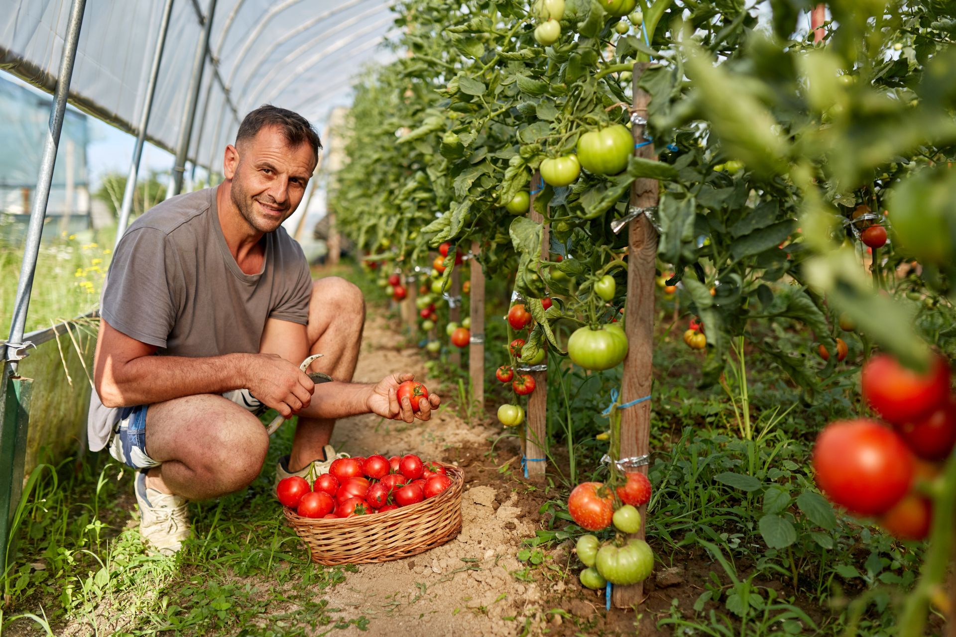 uomo che coltiva pomodori
